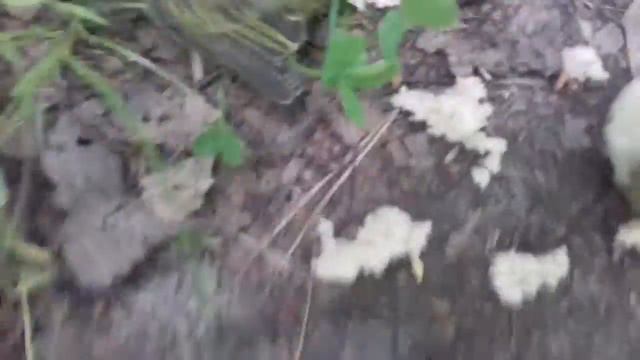 83. Птенцы выпали из гнезда смотреть онлайн