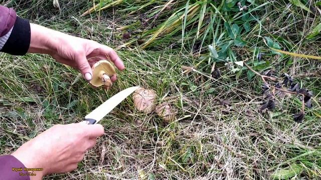 Первые грибы на своем участке , Маслята смотреть онлайн