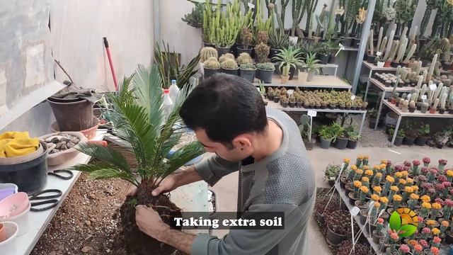 How to care for sago palm (Cycas Revoluta) in pot (indoor)? смотреть онлайн