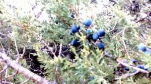 Где растет можжевельник