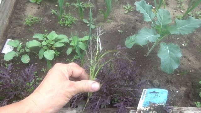 Мицуна,японская капуста листовая. смотреть онлайн