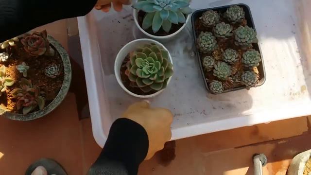 || WATERING AND MAINTENANCE OF. SUCCULENT || смотреть онлайн