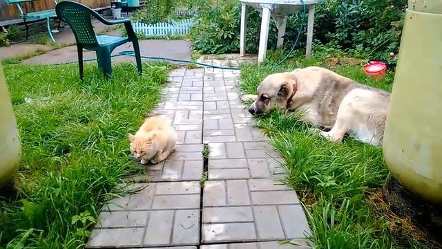 Собака кошке друг, или сопение котят. смотреть онлайн