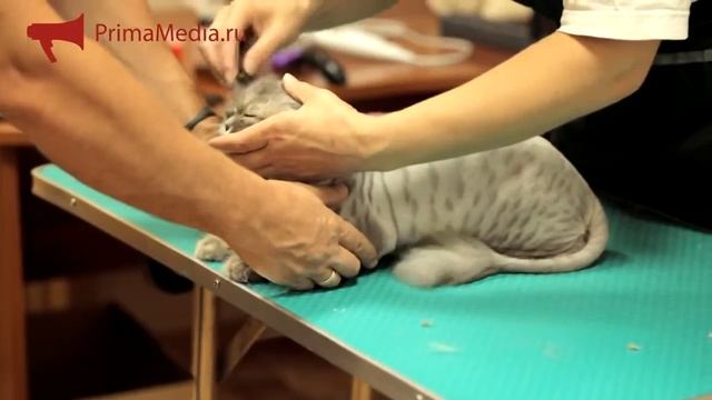 Grooming dog Стрижка собак смотреть онлайн