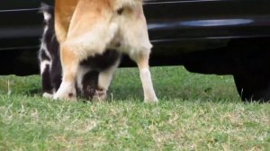 😂Try Not To Laugh Animals Video 2022 Cat And Dog MATING-BREEDING🐈️🐈️ #158| love animal |