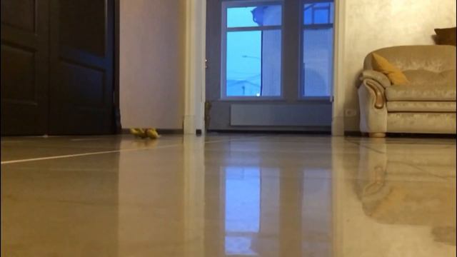 Мои любимые животные😍 смотреть онлайн