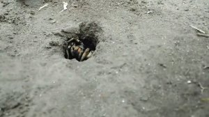 Тарантул, который живёт на даче