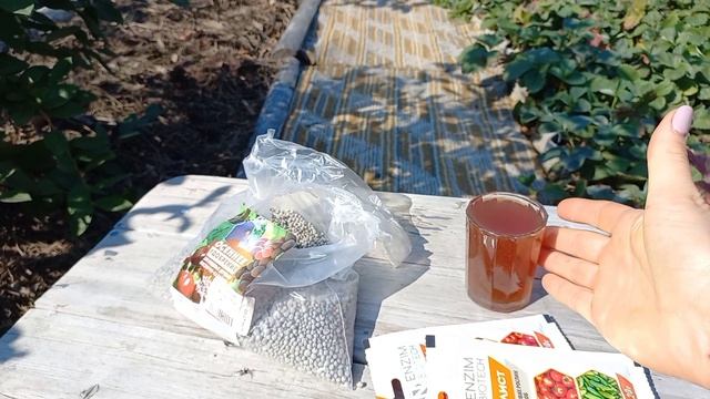 ПОДГОТОВКА ГОЛУБИКИ К ЗИМЕ!Подкормка,обработка,мульчирование.#blueberry#голубика#подкормкаголубики смотреть онлайн