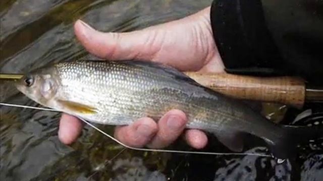 Fly Fishing in the Czech Republic (A Canadian's Adventures) смотреть онлайн
