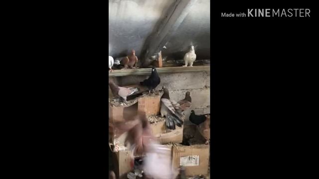 Широкохвостые бакинцы. #pigeons#baku# смотреть онлайн