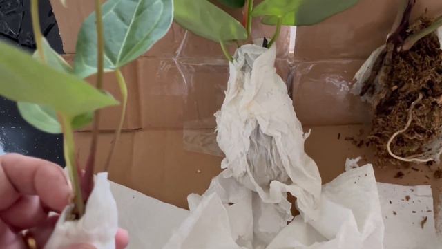Unboxing 4 Anthuriums - Papi Legend, Papi Red Stem x Luxurians, Forgetii Velvet Leaf and Magni x Do смотреть онлайн