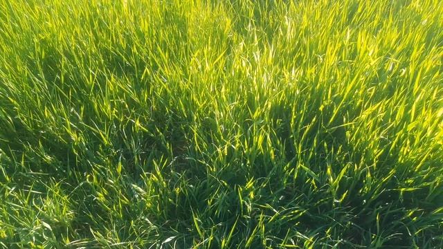 Воздушная тревога, без комментариев | Что мы слышим, каждый день | Май, Одесса смотреть онлайн