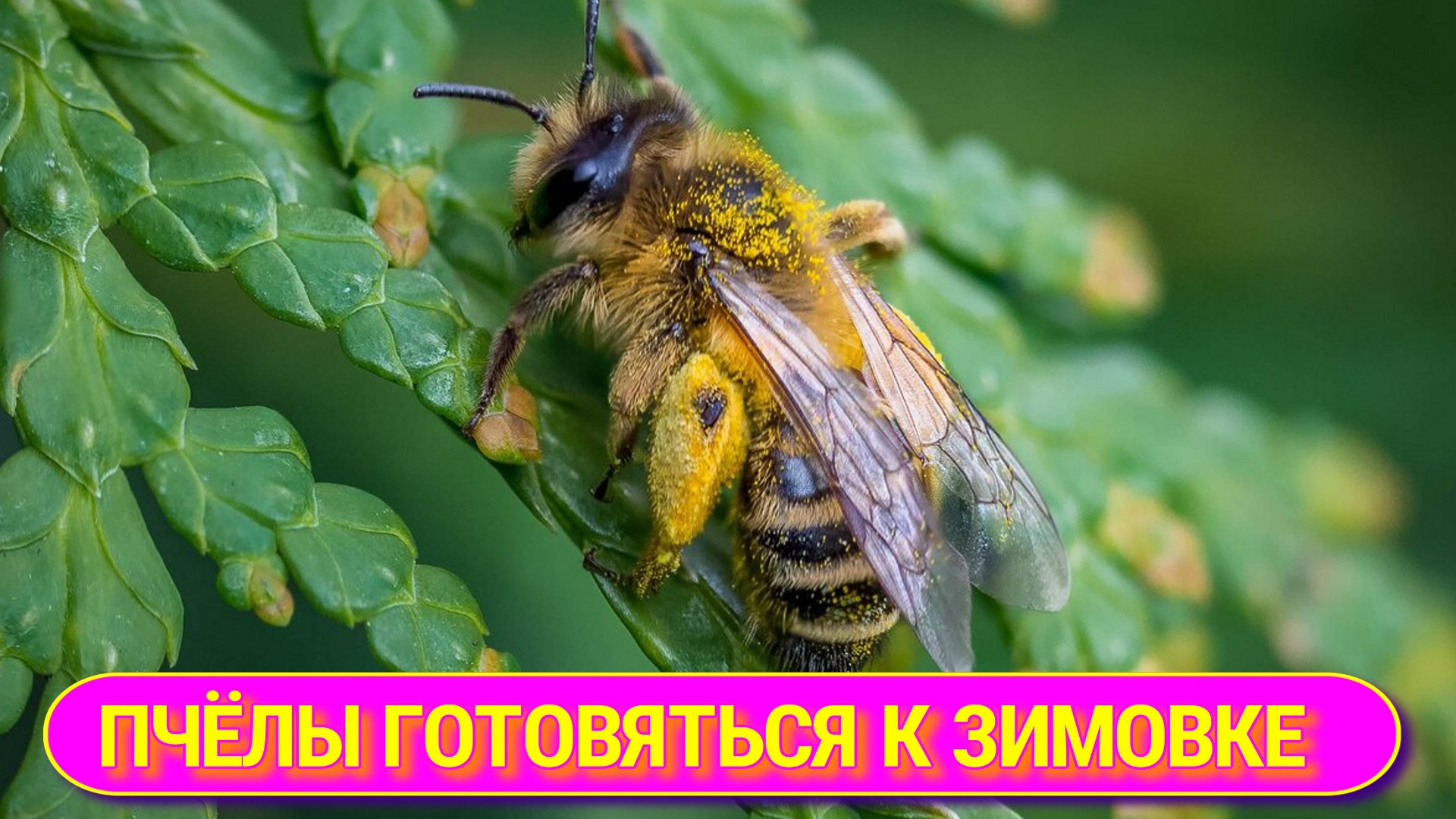 ОСМОТР СЕМЕЙ НА НАЛИЧИЕ КОРМА И МАТОК..mp4 смотреть онлайн