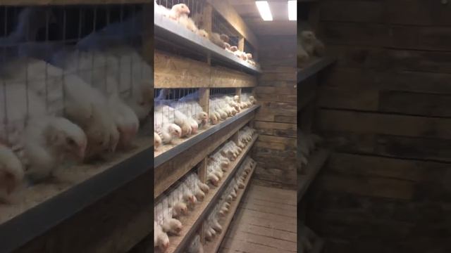 Бройлер, клетки для бройлеров своими руками, брудер смотреть онлайн