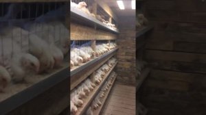 Бройлер, клетки для бройлеров своими руками, брудер