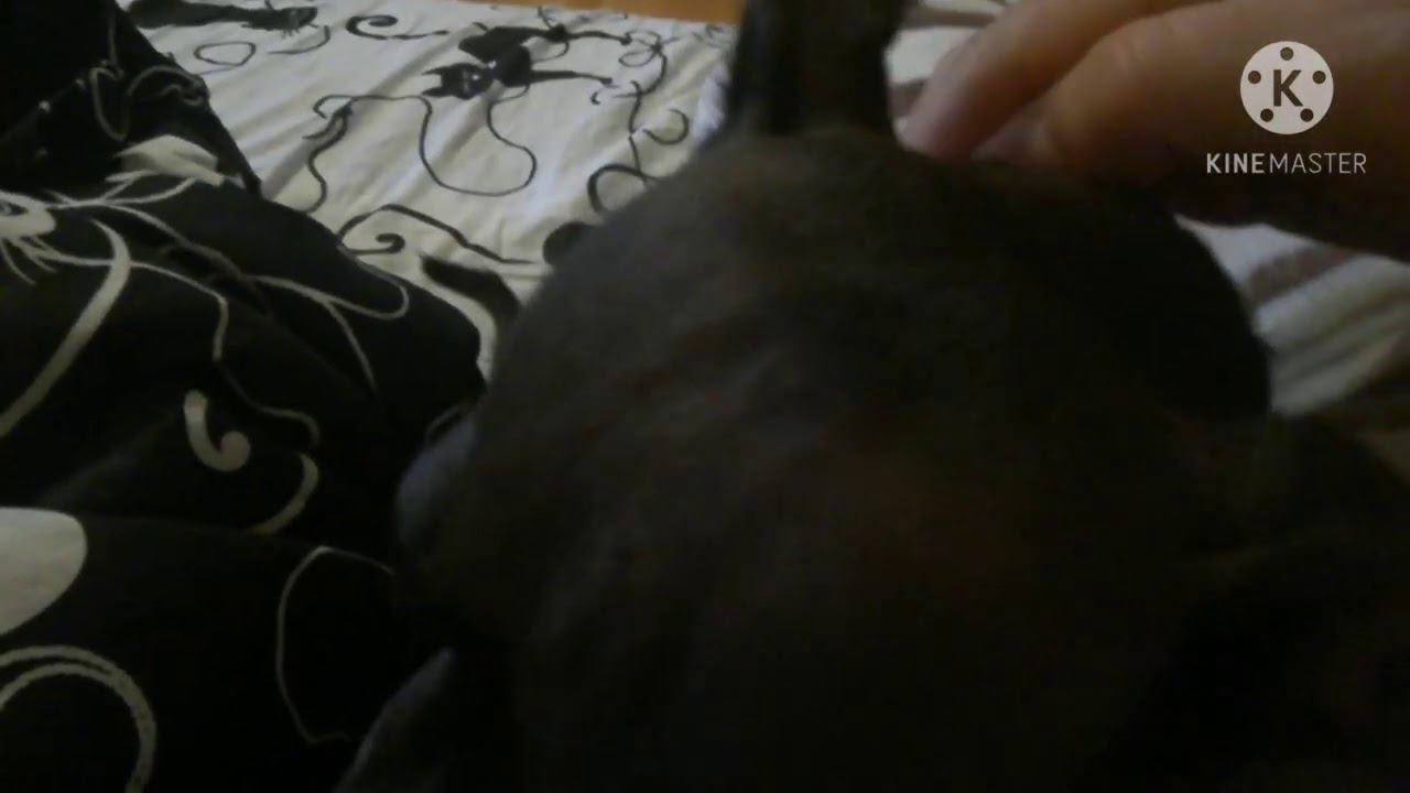 Мой самый любимый и верный друг. смотреть онлайн