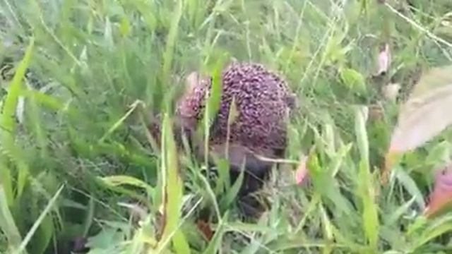 На даче смотреть онлайн