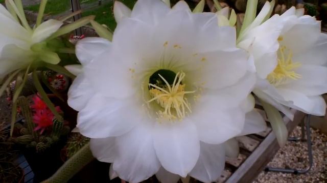 AMAZING triple bloomer on my Echinopsis Mammilosa cactus summer 2013 смотреть онлайн