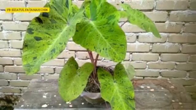Colocasia esculenta mojito смотреть онлайн