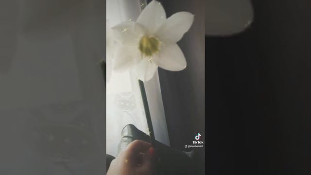 Эухарис. Амазонская лилия🏵🌹🥀🌺🌻 смотреть онлайн