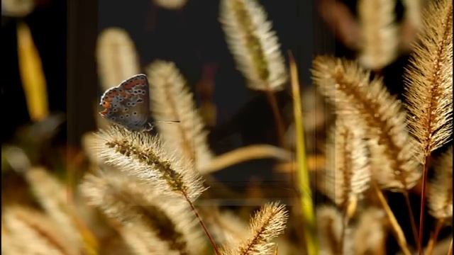 "Слёзы Осени" ("Tears of Fall") смотреть онлайн