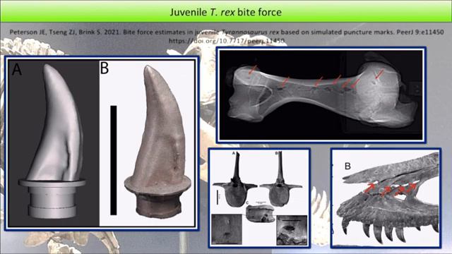 PaleoRewind 2021 -- June Part 1 смотреть онлайн