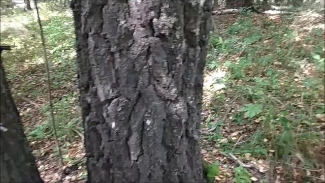 Ориентирование по мху и лишайнику смотреть онлайн