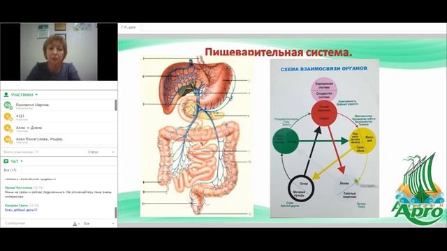 Схема взаимосвязи органов