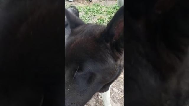 Американская акита