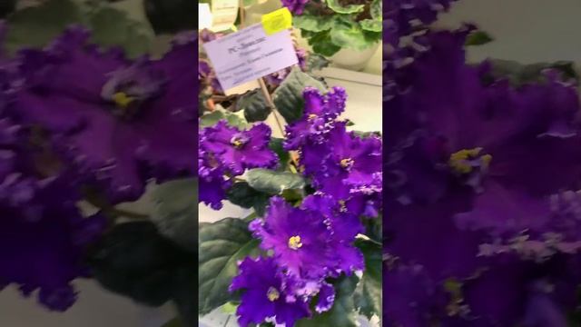 Осенняя выставка в Доме Фиалок #сенполия #выставкацветов #цветущиефиалки #фиалки #africanviolet смотреть онлайн