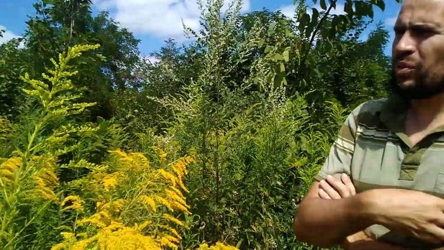 Позний медонос для пчел золотарник. смотреть онлайн