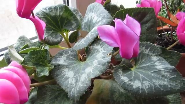 ЦИКЛАМЕН. Мой опыт ухода и семенного размножения. смотреть онлайн