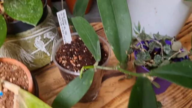 Greenhouse Houseplant Tour Part 5 Of My Collection,Enjoy 🤗