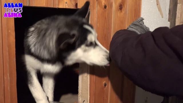 Будка для сибирской хаски / Dog house Husky 6-я часть смотреть онлайн