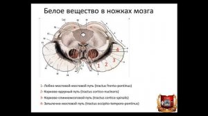 Средний мозг - учебно-методическое видео по анатомии человека