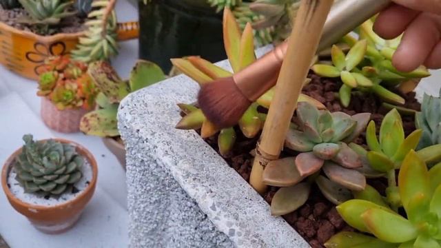 2 Planters succulent arrangements смотреть онлайн
