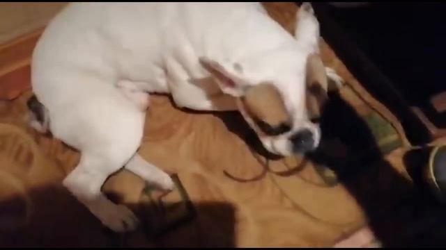 Пароксизмальная дискинезия у французского бульдога (приступ) / french bulldog, paroxysmal dyskinesi смотреть онлайн