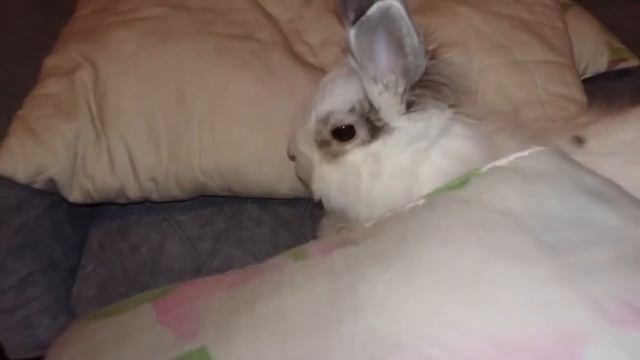 Сирийские хомячки бегают в шарике.