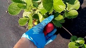 Клубника Рикас. Новинка, сорт нейтрального светового дня