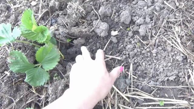 Как посадить клубнику .Классический способ. смотреть онлайн