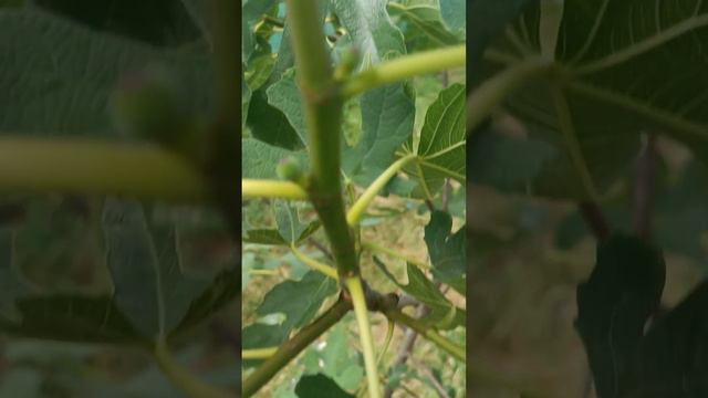 Начало цветения инжира, Injir. Часть 3