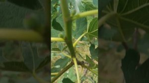 Начало цветения инжира, Injir. Часть 3