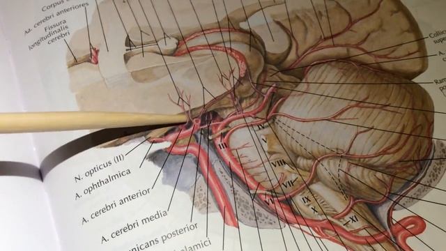3 7 Внутренняя сонная артерия смотреть онлайн