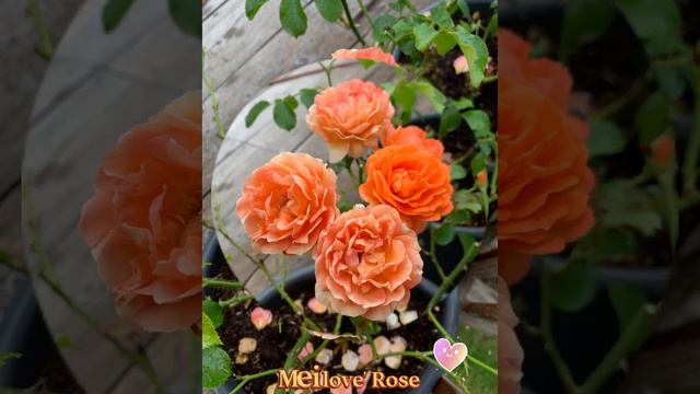 Meilove' Rose
