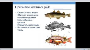 Хрящевые и Костные рыбы