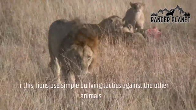 What Do Lions Eat: Complete List of What Lions Prey On смотреть онлайн
