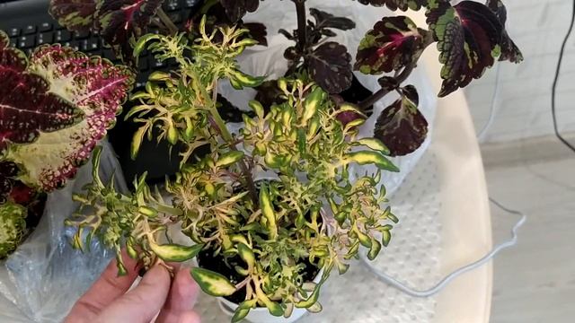 Колеусы поражают, уход. смотреть онлайн