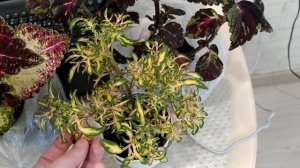 Колеусы поражают,  уход.