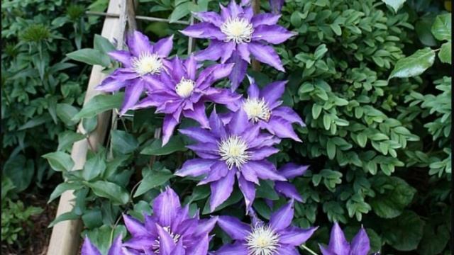 Цветовая Гамма Сада - ФИОЛЕТОВЫЙ смотреть онлайн