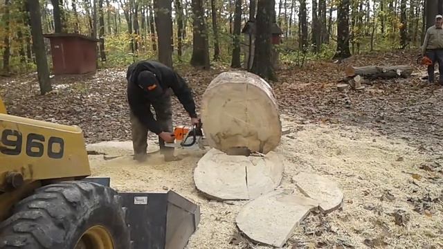 Stihl vs. poplar смотреть онлайн